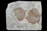Plate With Two Fossil Poplar (Populus) Leaves - Nebraska #119345-1